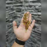 Stylish 18K Gold Aqua Cubic Zirconia Crystal Anti Tarnish Statement Danglers Earring Pair For Women